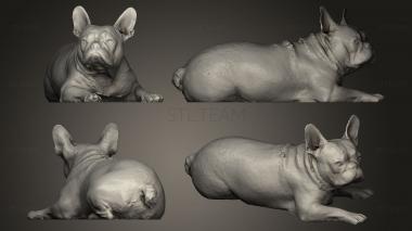 3D model DOG B29 (STL)